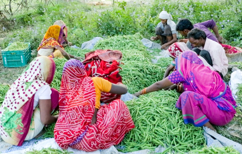 indian men and women are sorting green beans